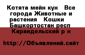 Котята мейн кун - Все города Животные и растения » Кошки   . Башкортостан респ.,Караидельский р-н